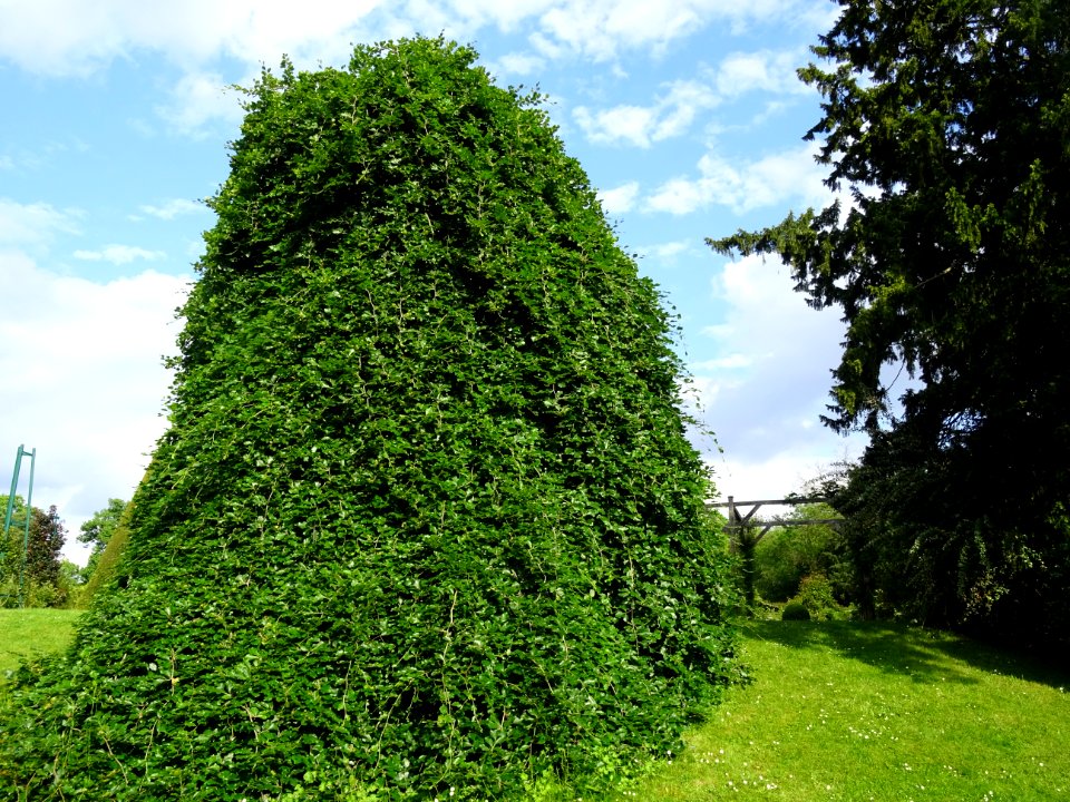 Hêtre pleureur, Fagus sylvatica pendula, Fagacées 