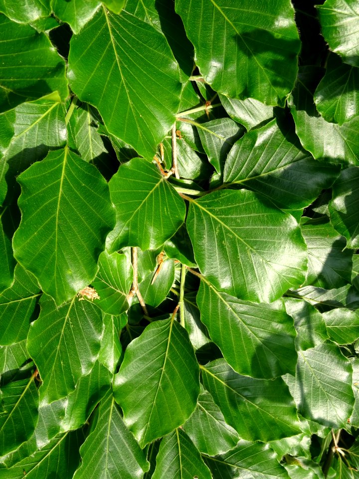 Feuilles du Hêtre pleureur, Fagus sylvatica pendula, Fagac… 