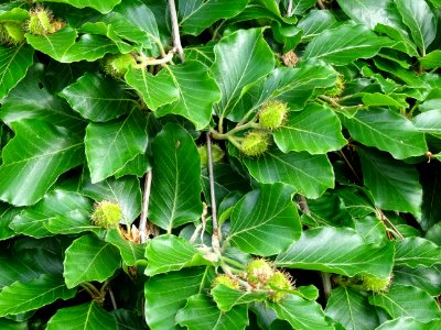 Feuilles et châtons femelles en cupule du Hêtre pleureur, … 