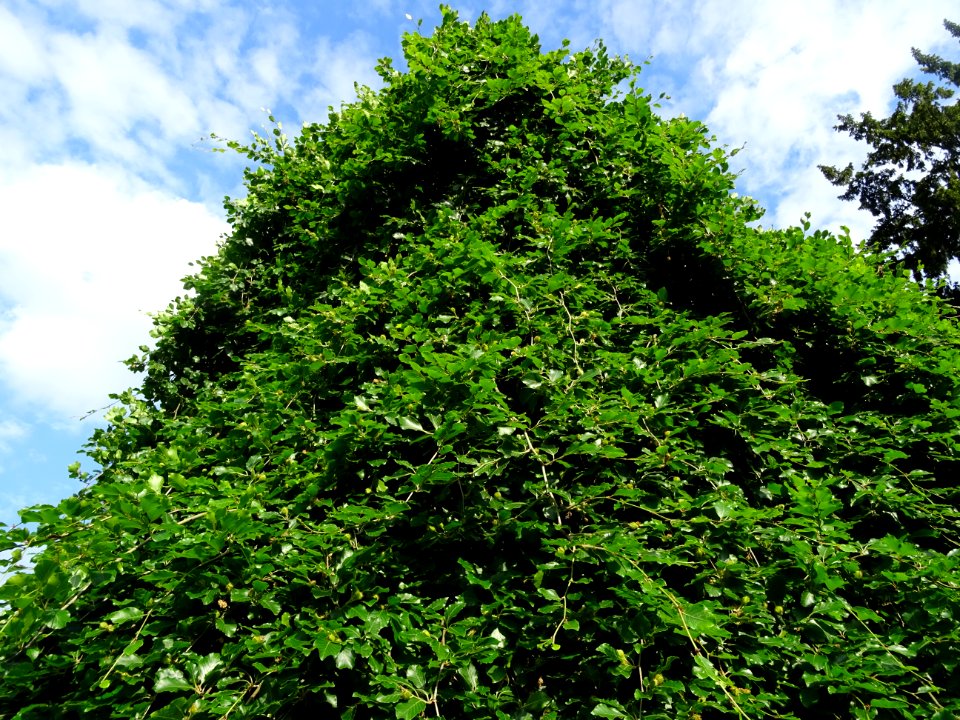 Hêtre pleureur, Fagus sylvatica pendula, Fagacées 