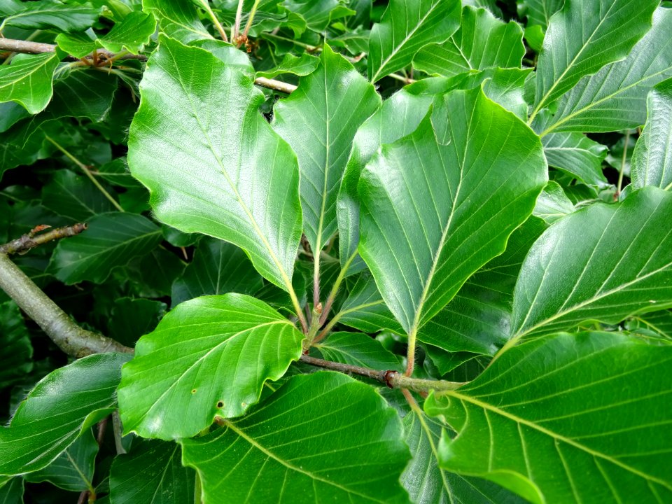 Feuilles du Hêtre pleureur, Fagus sylvatica pendula, Fagac… 