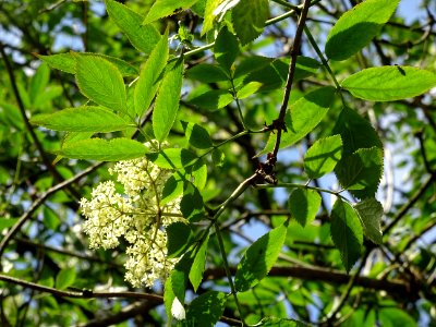 Inflorescences fleuries et feuilles du Sureau noir, Sambuc… 
