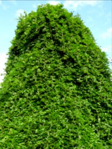 Hêtre pleureur, Fagus sylvatica pendula, Fagacées 