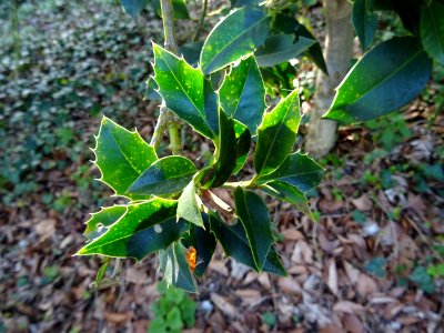 Feuilles de Houx, Ilex aquifolium, Aquifoliacées 