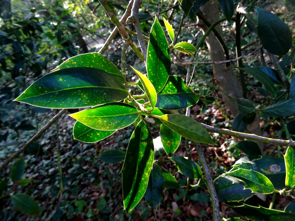 Feuilles de Houx, Ilex aquifolium, Aquifoliacées 