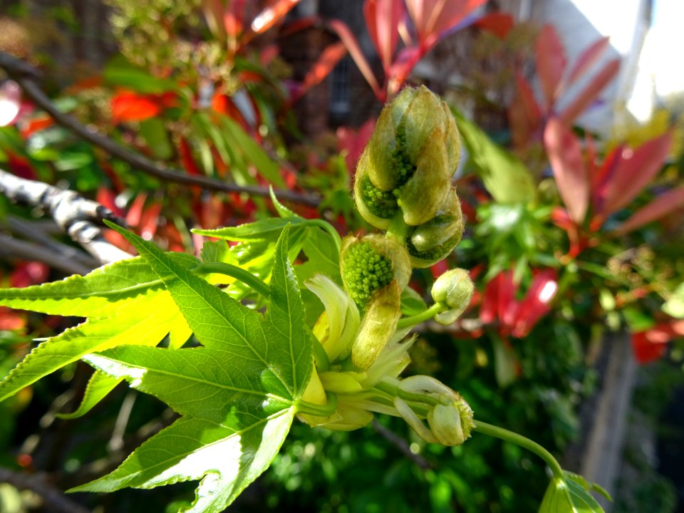 Feuilles et fleurs en capitule sphérique, Copalme d'Amériq… 