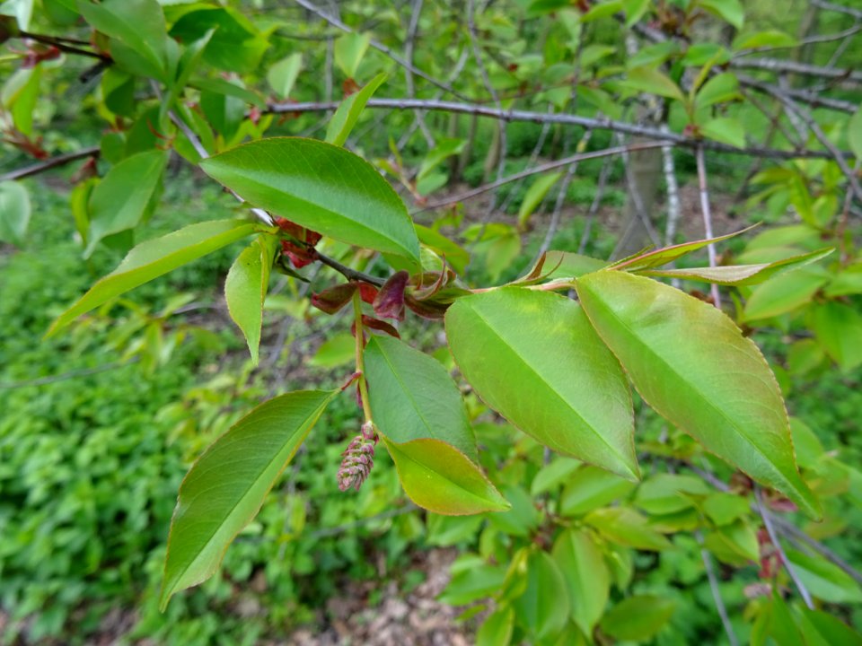 Feuilles du Cerisier tardif ou cerisier noir, Prunus serot… 