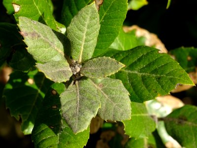 Feuilles de Chêne vert, Quercus ilex, Fagacées 