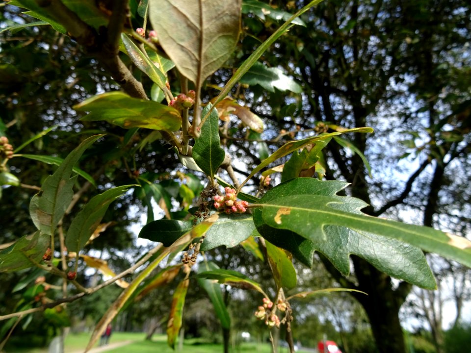 Feuilles et bourgeons de Chêne hispanique, Quercus hispani… 