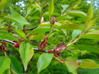Feuilles du Cerisier tardif ou cerisier noir, Prunus serot… 