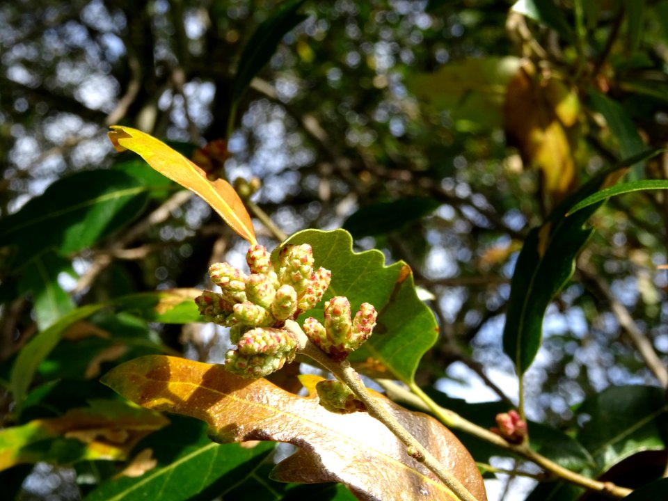 Bourgeons de Chêne hispanique, Quercus hispanica, Fagacées… 