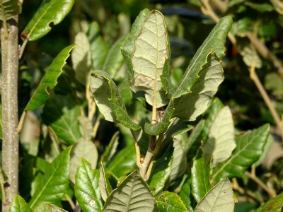 Feuilles de Chêne vert, Quercus ilex, Fagacées 