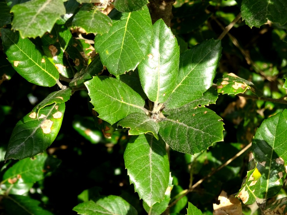 Feuilles de Chêne vert, Quercus ilex, Fagacées 