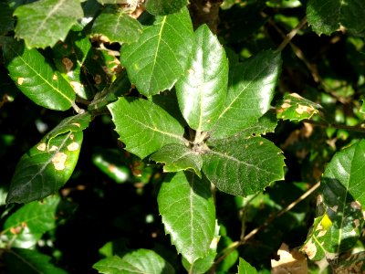 Feuilles de Chêne vert, Quercus ilex, Fagacées 