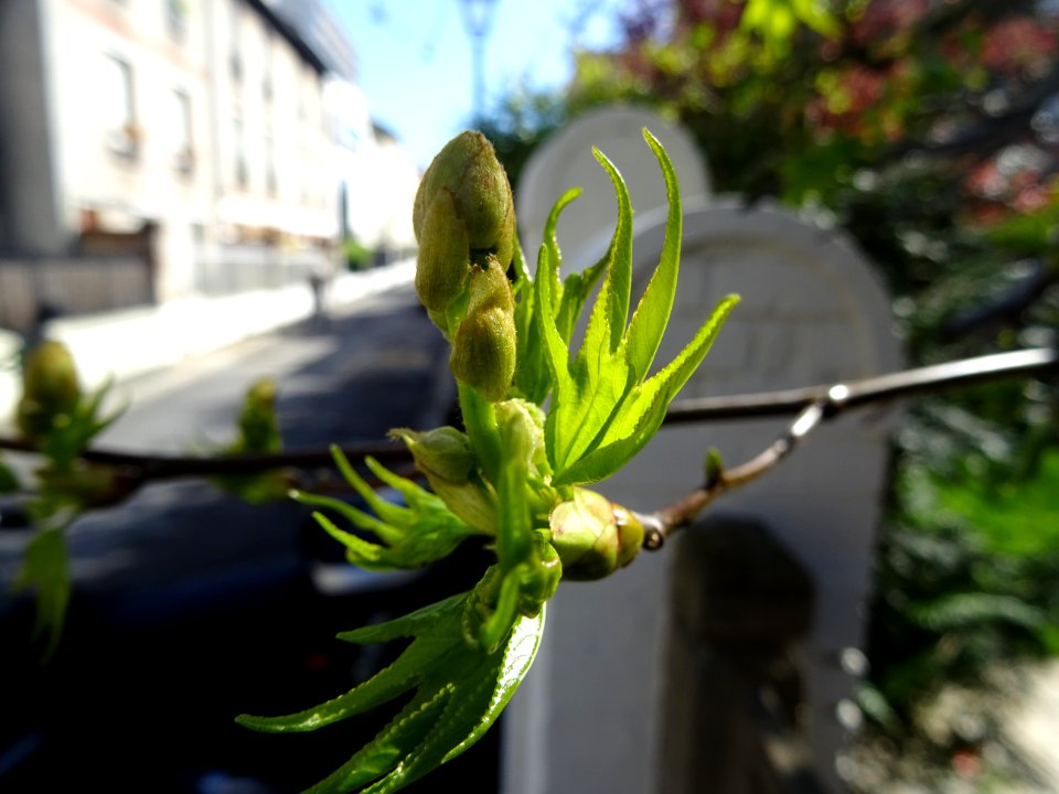 Feuilles et fleurs en capitule sphérique, Copalme d'Amériq… 