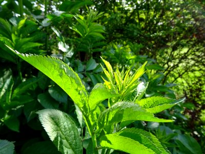 Feuilles de Sureau rouge, Sambucus racemosa, Caprifoliacée… 