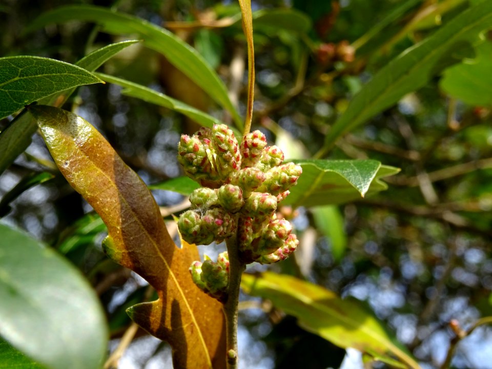 Bourgeons de Chêne hispanique, Quercus hispanica, Fagacées… 