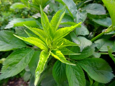 Feuilles de Sureau rouge, Sambucus racemosa, Caprifoliacée… 