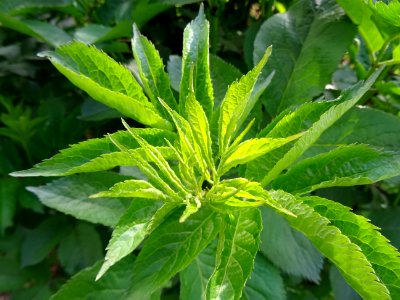 Feuilles de Sureau rouge, Sambucus racemosa, Caprifoliacée… 