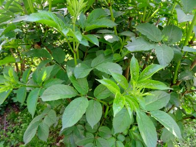 Feuilles de Sureau rouge, Sambucus racemosa, Caprifoliacée… 