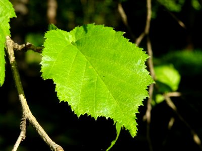Feuille de noisetier ou coudrier, Corylus avellana, Coryla… 