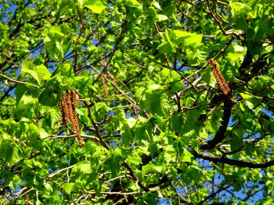 Feuilles et châtons de noisetier ou coudrier, Corylus avel… 