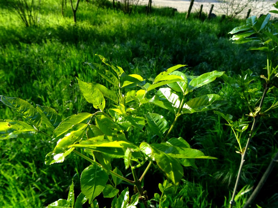 Jeunes feuilles de Frêne, Fraxinus, Oléacées 