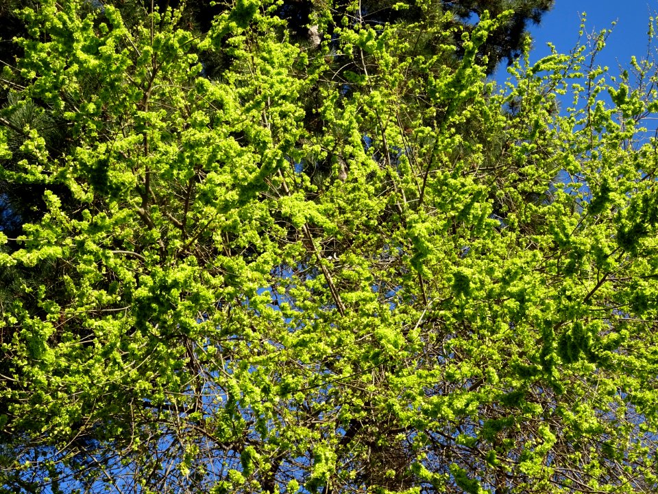 Samares immatures d'Orme champêtre, Ulmus campestris, Ulma… 
