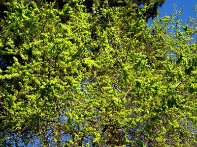 Samares immatures d'Orme champêtre, Ulmus campestris, Ulma… 