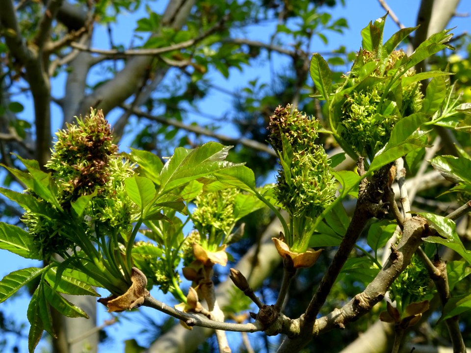 Fleurs et jeunes feuilles de Frêne élevé, Fraxinus excelsi… 