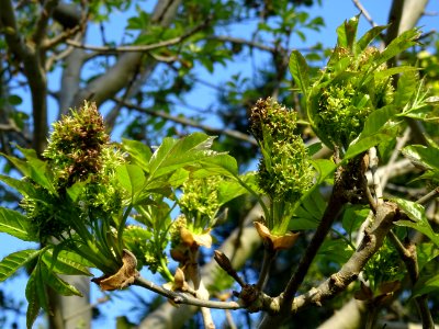 Fleurs et jeunes feuilles de Frêne élevé, Fraxinus excelsi… 