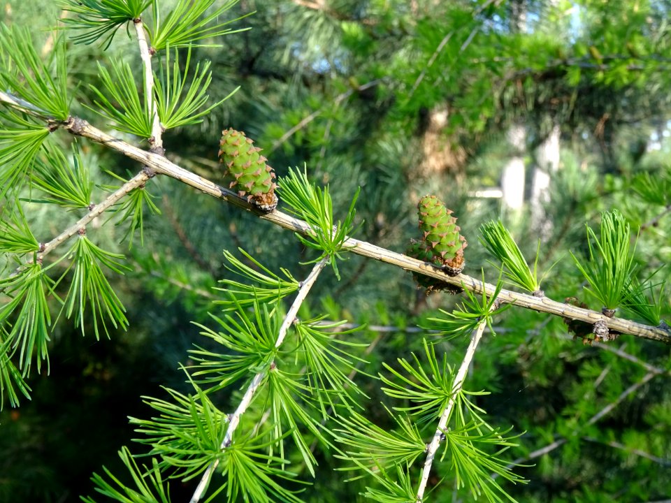 Cônes femelles du mélèze commun, Larix decidua, Pinacées 