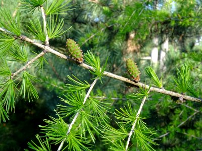 Cônes femelles du mélèze commun, Larix decidua, Pinacées 