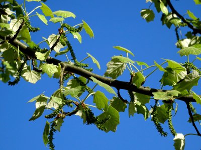 Feuilles et châtons pendants de fleurs femelles vertes du … 