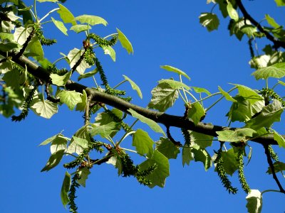 Feuilles et châtons pendants de fleurs femelles vertes du … photo