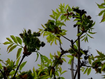 Fleurs et jeunes feuilles de Frêne élevé, Fraxinus excelsi… 
