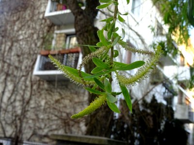 Feuilles et châtons de fleurs de Saule pleureur, Salix bab… 