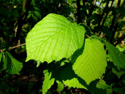 Feuilles de noisetier ou coudrier, Corylus avellana, Coryl… 