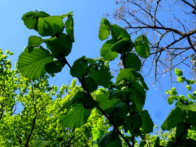 Feuilles de noisetier ou coudrier, Corylus avellana, Coryl… 