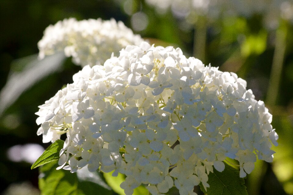 Hydrangeaceae ornamental shrub pink