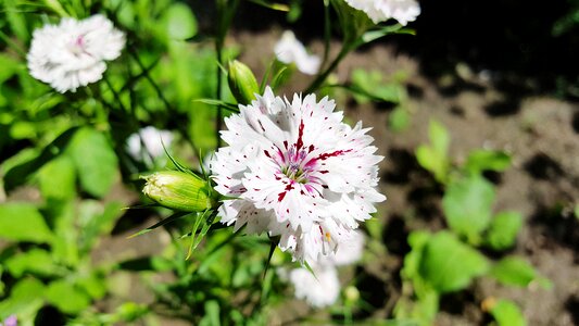 Dianthus white dianthuses carnations photo