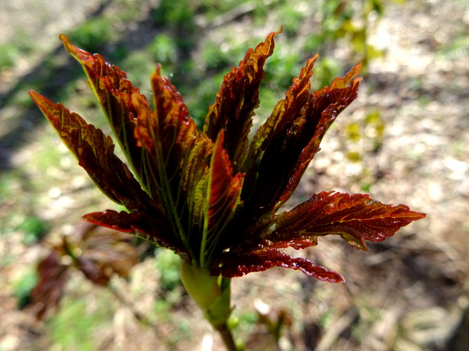 Jeunes feuilles, Erable sycomore, Acer pseudoplatanus, Acé… 