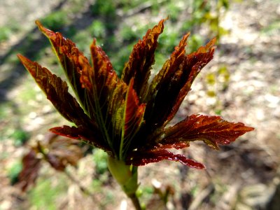 Jeunes feuilles, Erable sycomore, Acer pseudoplatanus, Acé… 