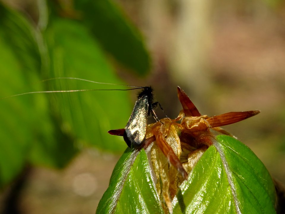 Insecte sur feuilles de hêtre ou fayard, à stipules, Fagus… 