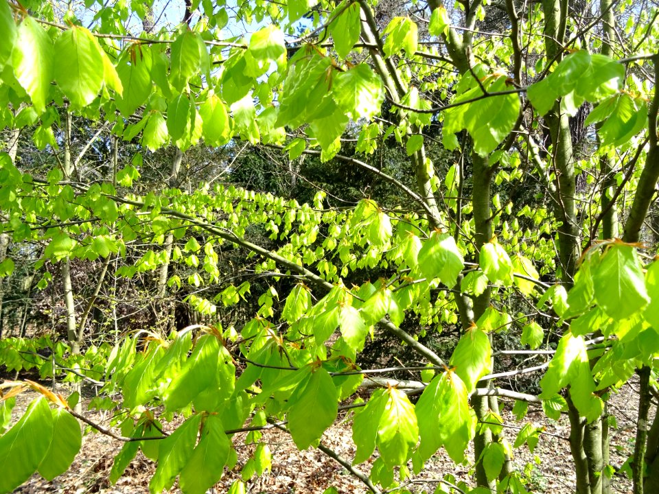 Feuilles de hêtre ou fayard, à stipules, Fagus sylvatica, … 