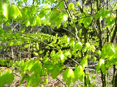 Feuilles de hêtre ou fayard, à stipules, Fagus sylvatica, … 