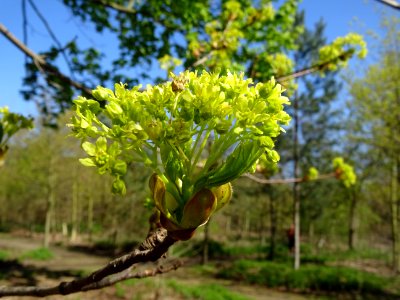 Bourgeon et inflorescence d'érable plane, Acer planatoides… 