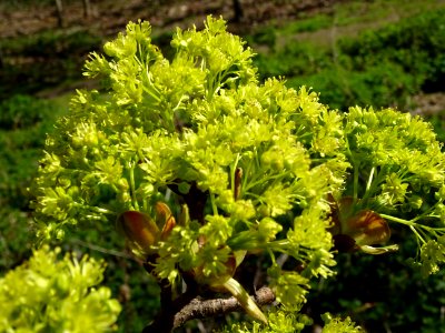 Bourgeons et inflorescences d'érable plane, Acer planatoid… 