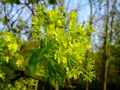 Inflorescences dressées et jeunes feuilles pendantes d'éra… 
