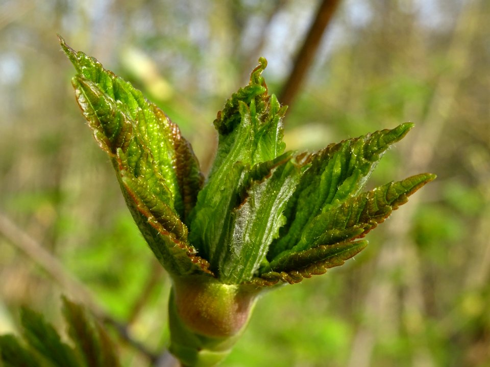 Bourgeon et jeunes feuilles, Erable sycomore, Acer pseudop… 